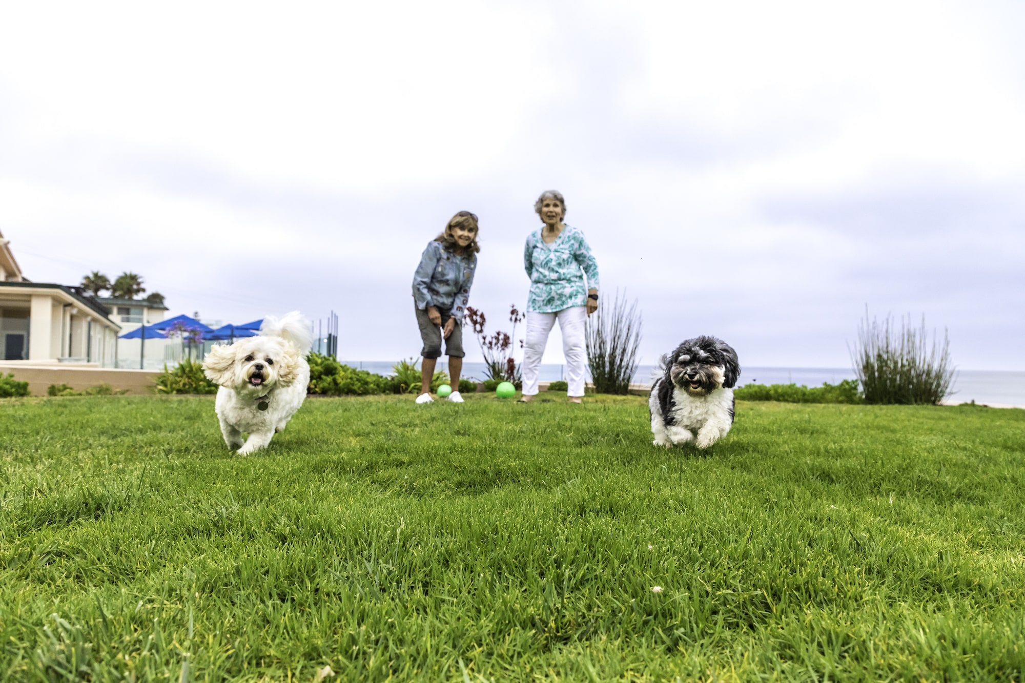 Two women playing fetch with their dogs